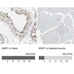 BNIP1 Antibody, Novus Biologicals 0.1mL; Unlabeled:Antibodies, Polyclonal